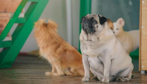 Obesidade pode comprometer a saúde de cães e gatos, alerta especialista