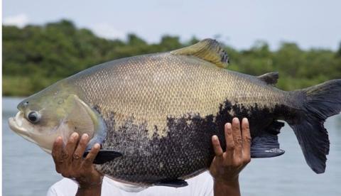 Tambaqui na lista de espécies ameaçadas põe pesca em risco no Amazonas