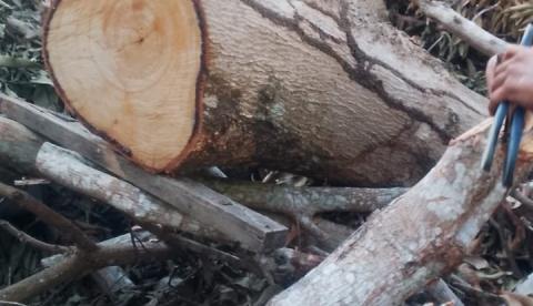 Idoso morre após ser atingido por tronco de árvore no Grande Vitória