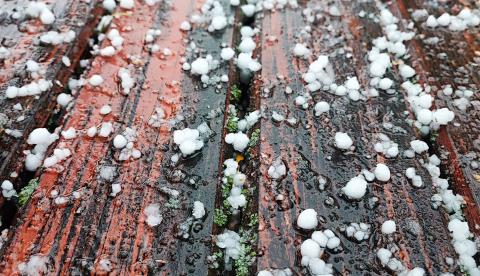 Close-up of hailstones scattered on a wet wooden surface post-storm.