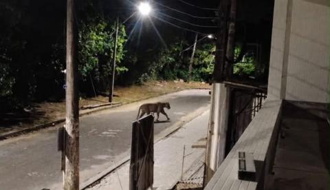 Suposto avistamento de onça na Ponta Negra movimenta grupos de moradores