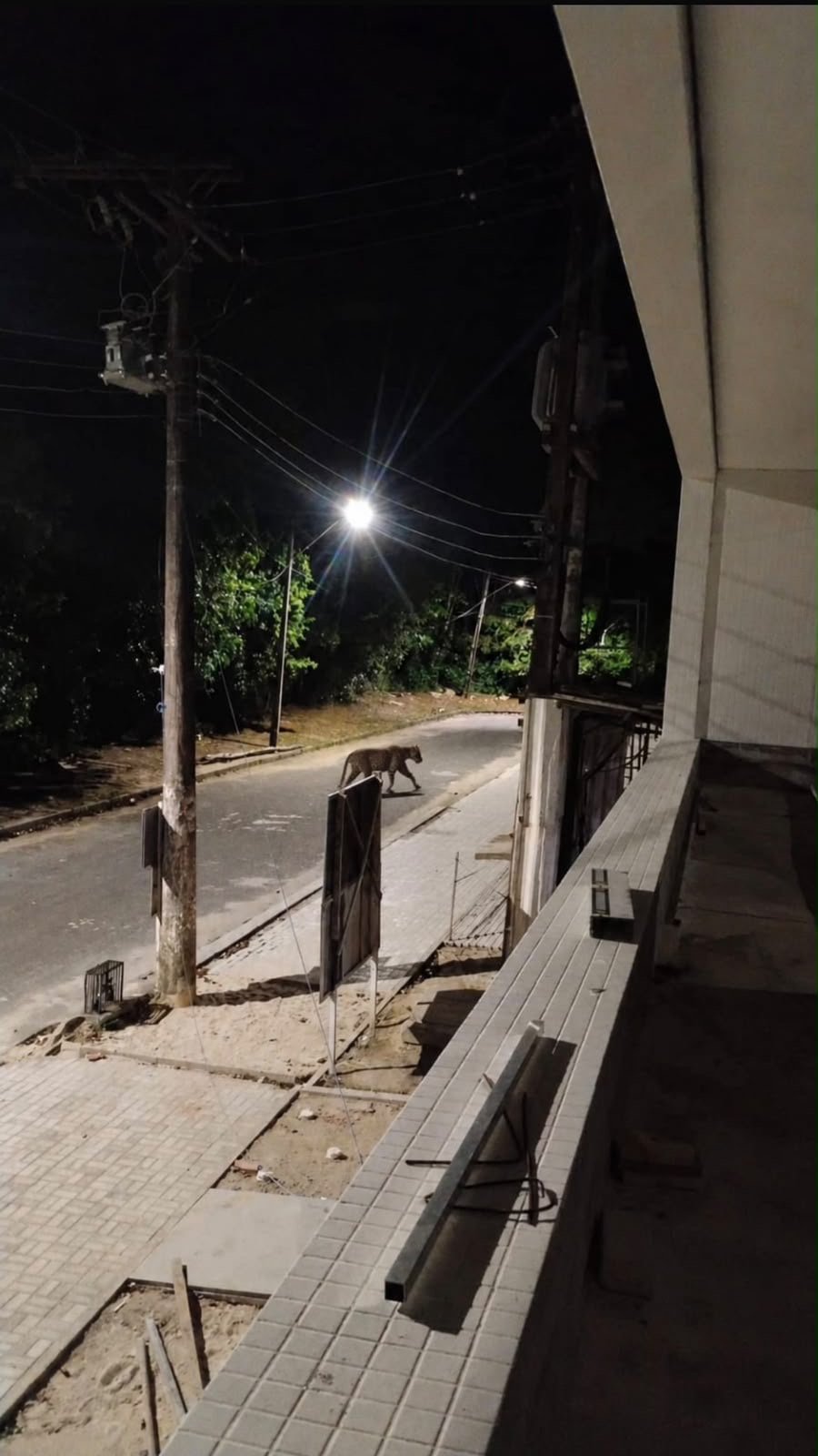 Suposto avistamento de onça em Ponta Negra movimenta grupos de moradores