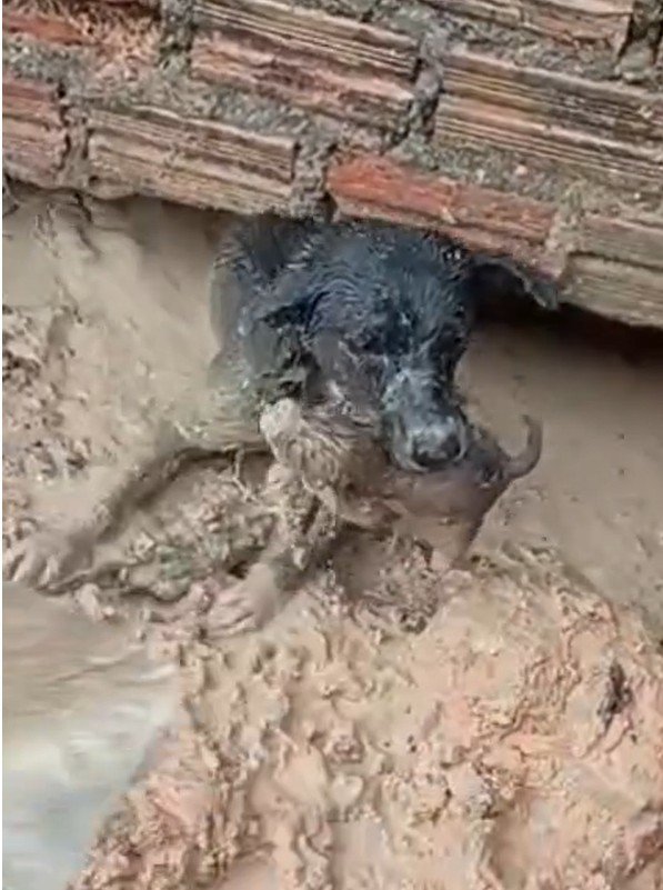 Cadela comove web ao invadir área alagada para resgatar filhote preso em Manaus