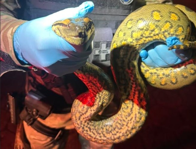 Sucuri é resgatada perto de posto de gasolina em Manaus