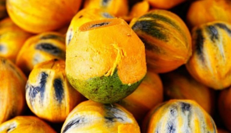 O alaranjado do tucumã não é só cor: o que a ciência já mediu de vitamina A na fruta