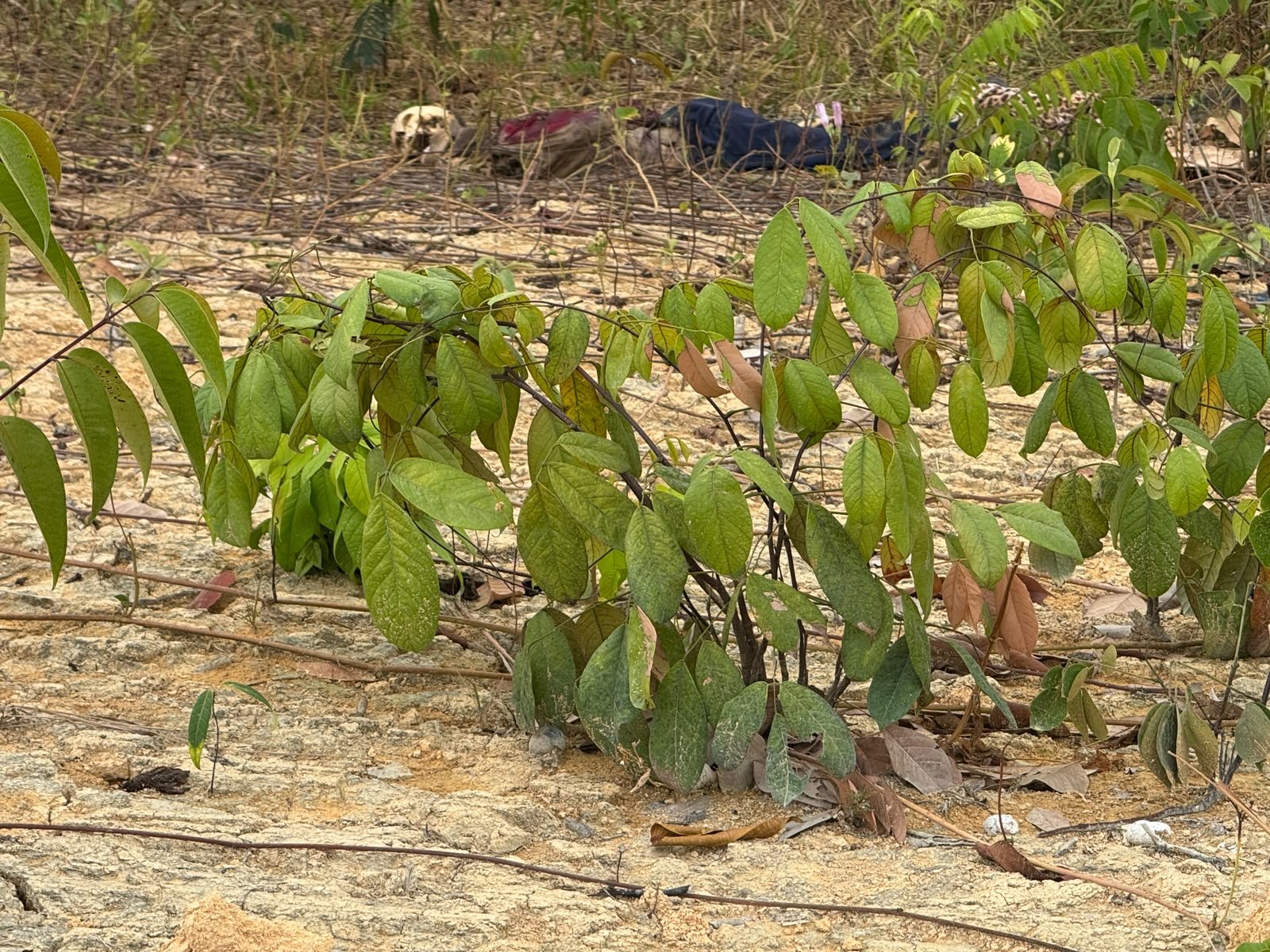 Funcionários encontram cadáver em ribanceira enquanto faziam manutenção no Ramal Chico Mendes