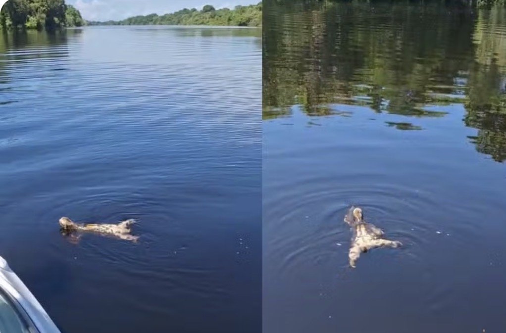 Registro inusitado: Bicho-preguiça surpreende turistas ao atravessar rio no Amazonas
