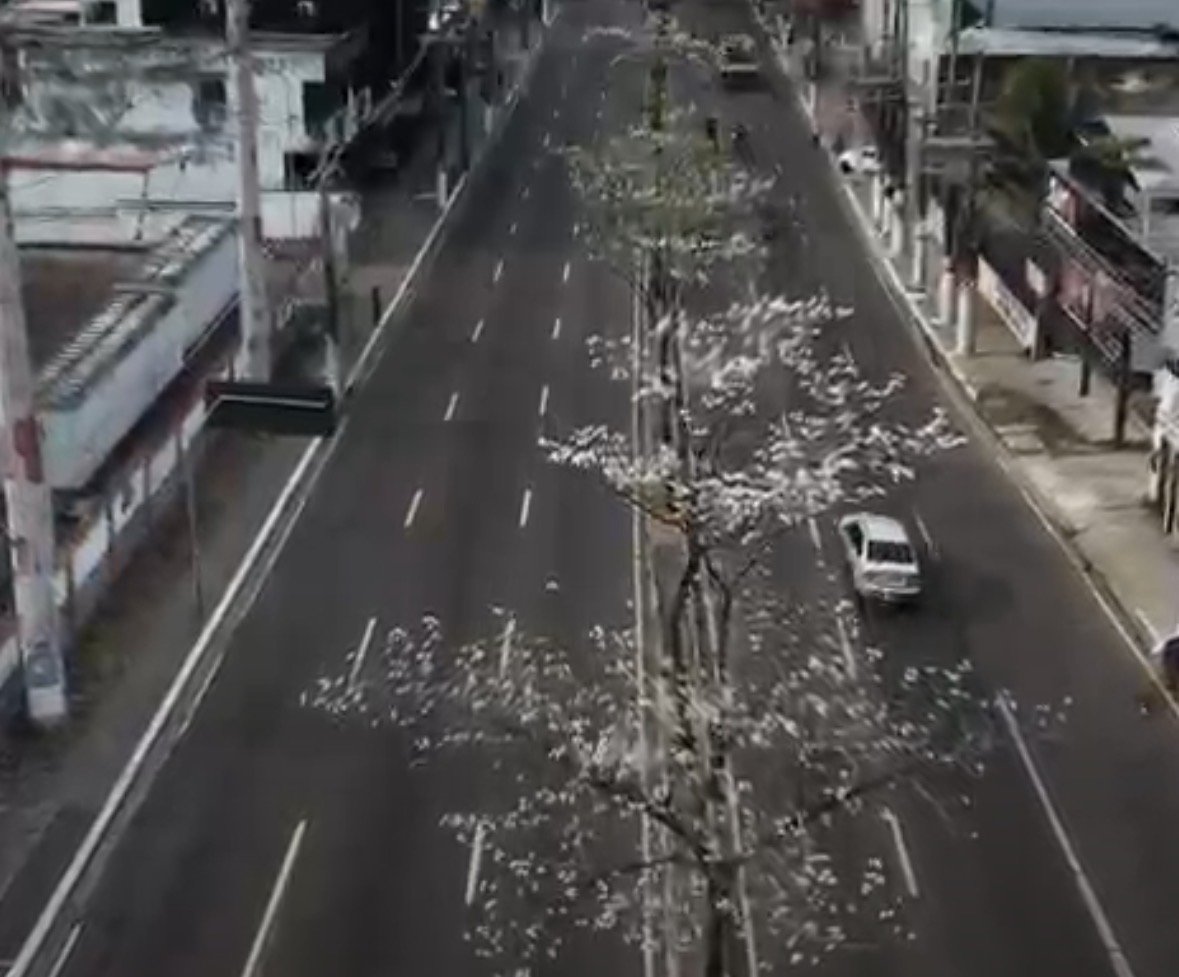 Ipês da Djalma Batista: iniciativa de Arthur Virgílio Neto virou símbolo de arborização de Manaus