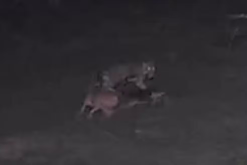 Vídeo: Onça invade propriedade, ataca dois cães e mata um no Amazonas