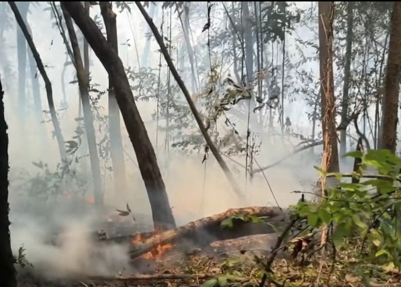 Queimadas avançam por área equivalente a 140 campos de futebol em Itacoatiara