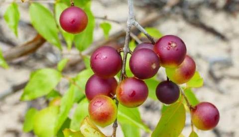 Do camu-camu ao pirarucu: o poder da mesa amazônica na sua saúde