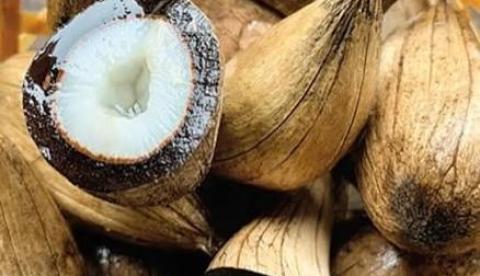 Murumuru: a manteiga amazônica que perfumava salões europeus nos anos 1940 e hoje é testada para deixar remédios mais seguros
