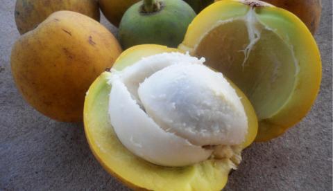 Bacuri: a fruta amazônica cuja manteiga é usada há gerações, mas ainda não foi testada em humanos