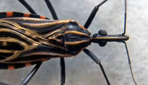 Estudo mapeia avanço do inseto transmissor da doença de Chagas no RN