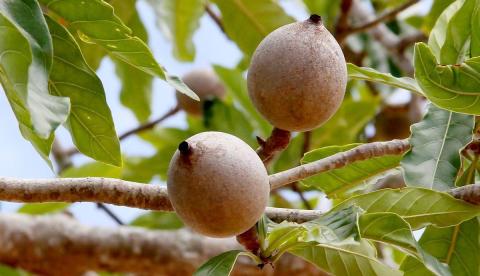 A fruta que pinta a pele de preto e ainda intriga os laboratórios de câncer