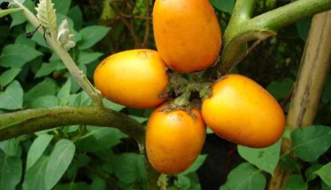 Cubiu: o tomate indígena da Amazônia que baixou colesterol em testes com ratos, mas nunca foi provado em humanos