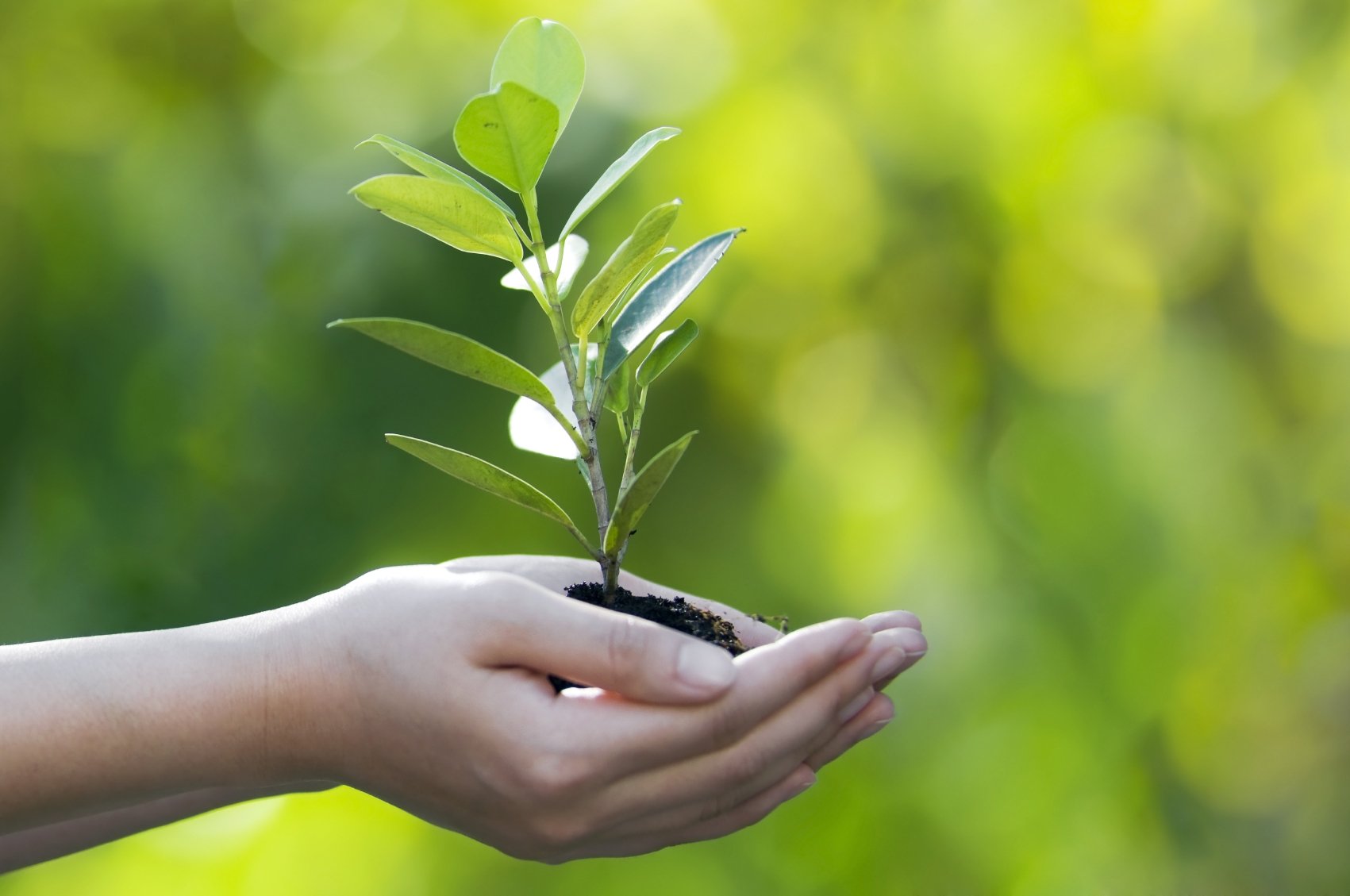 Manaus celebra Dia da Árvore com distribuição gratuita de mudas e balanço de arborização urbana
