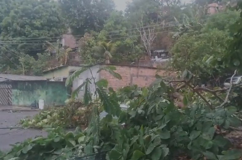 Árvore desaba e destrói fiação elétrica no João Paulo durante forte temporal