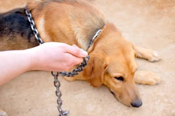 Nova lei proíbe acorrentar cães e gatos em SP; entenda