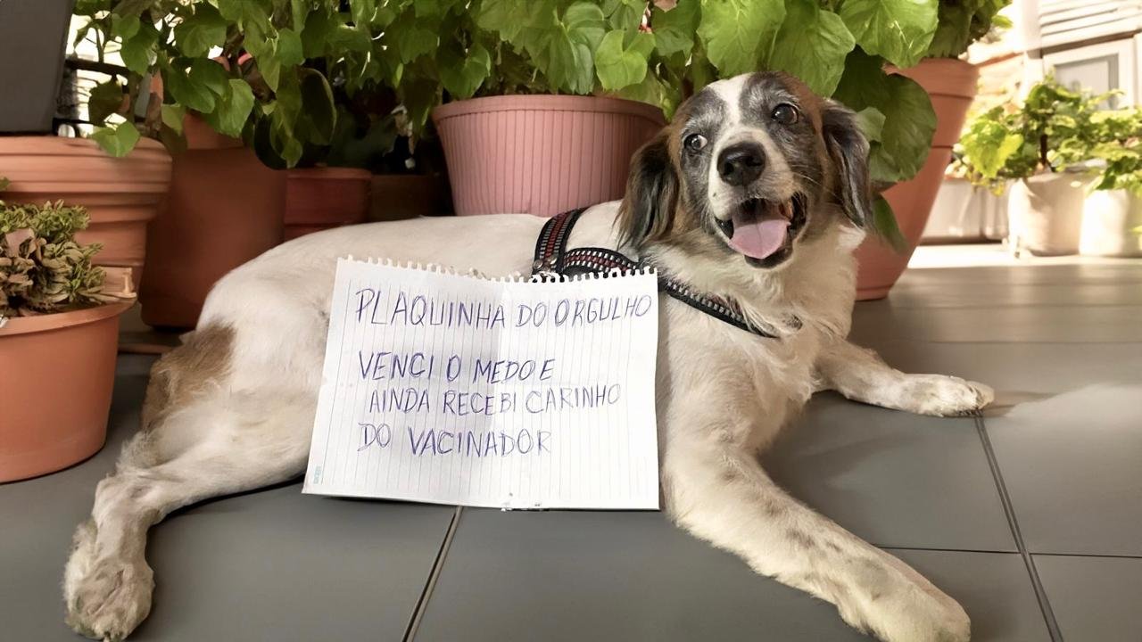 Manaus amplia vacinação antirrábica com 27 pontos fixos e meta de 280 mil animais