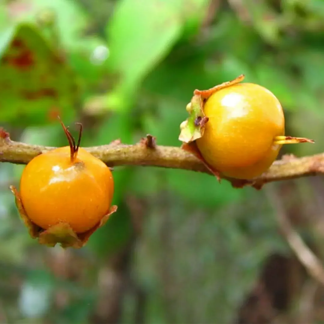 Murici: a fruta amazônica que empata com manga em carotenoide, mas cura só na tradição popular