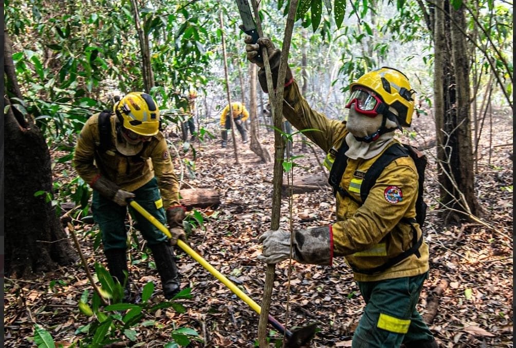 Brigadistas do Ibama usam técnicas especializadas para conter queimadas no Amazonas