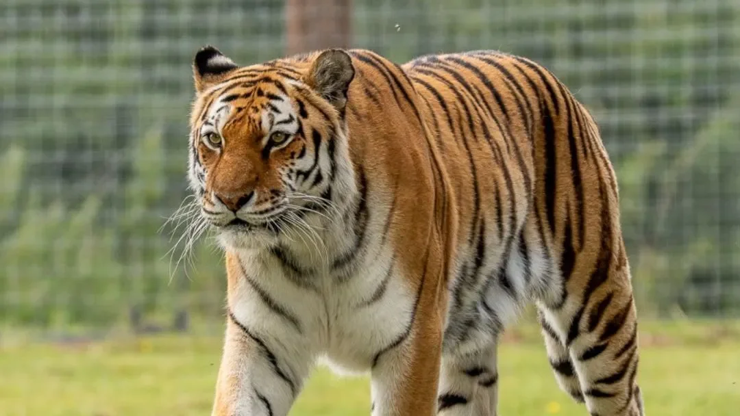 Homem morre após entrar em recinto de tigres em parque no Reino Unido