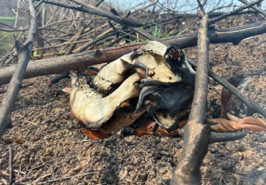 Ibama intensifica fiscalização contra incêndios e aplica R$ 2 milhões em multas no Amazonas