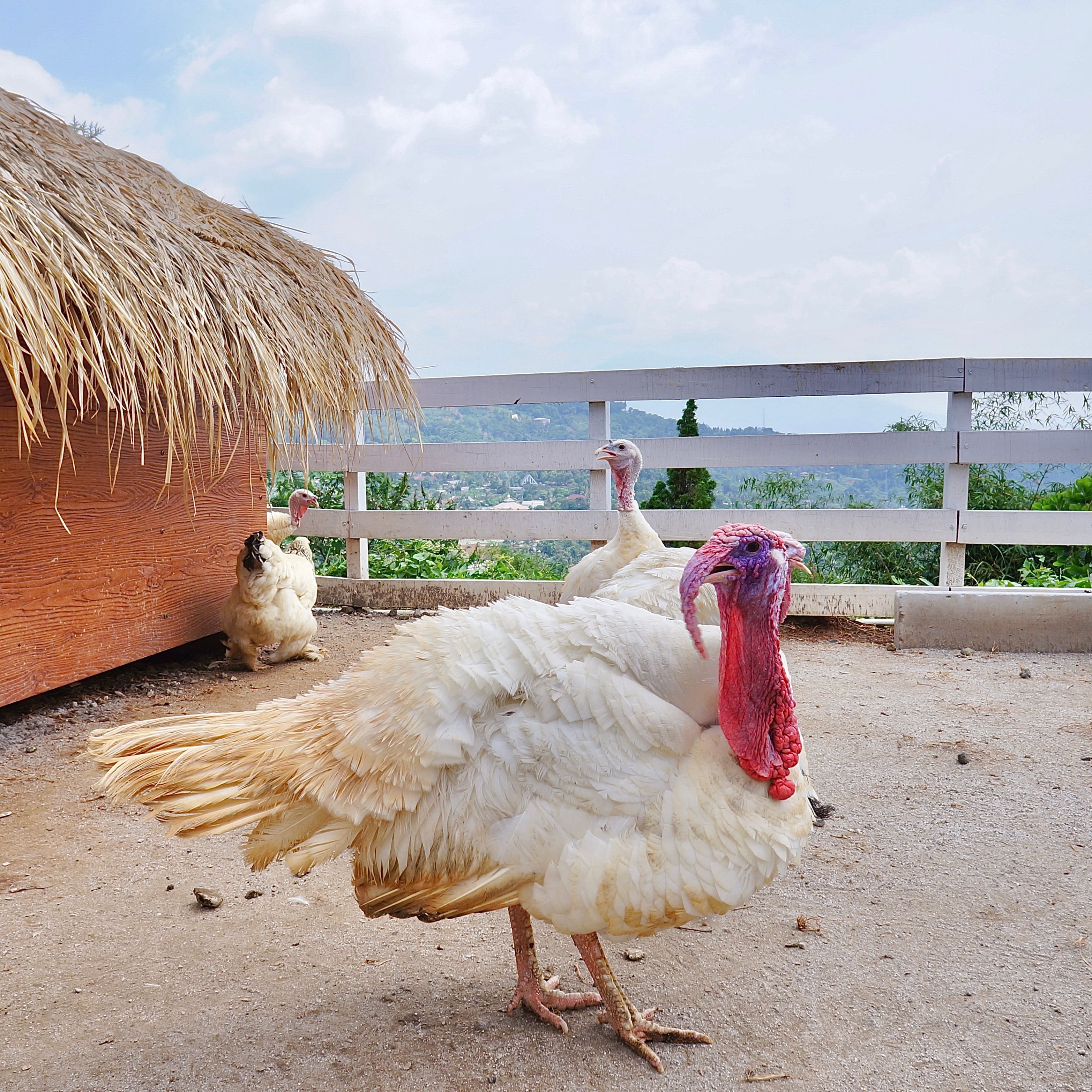Após México, China também suspende importação de carne de aves de Santa Catarina