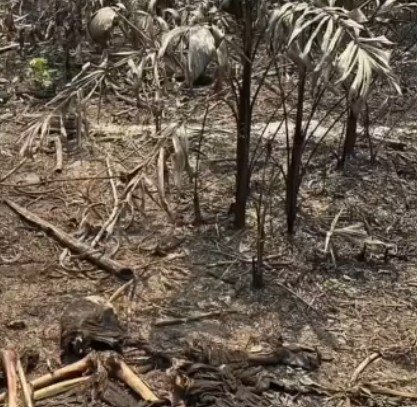 Ossada humana é encontrada em área de mega incêndio em Iranduba