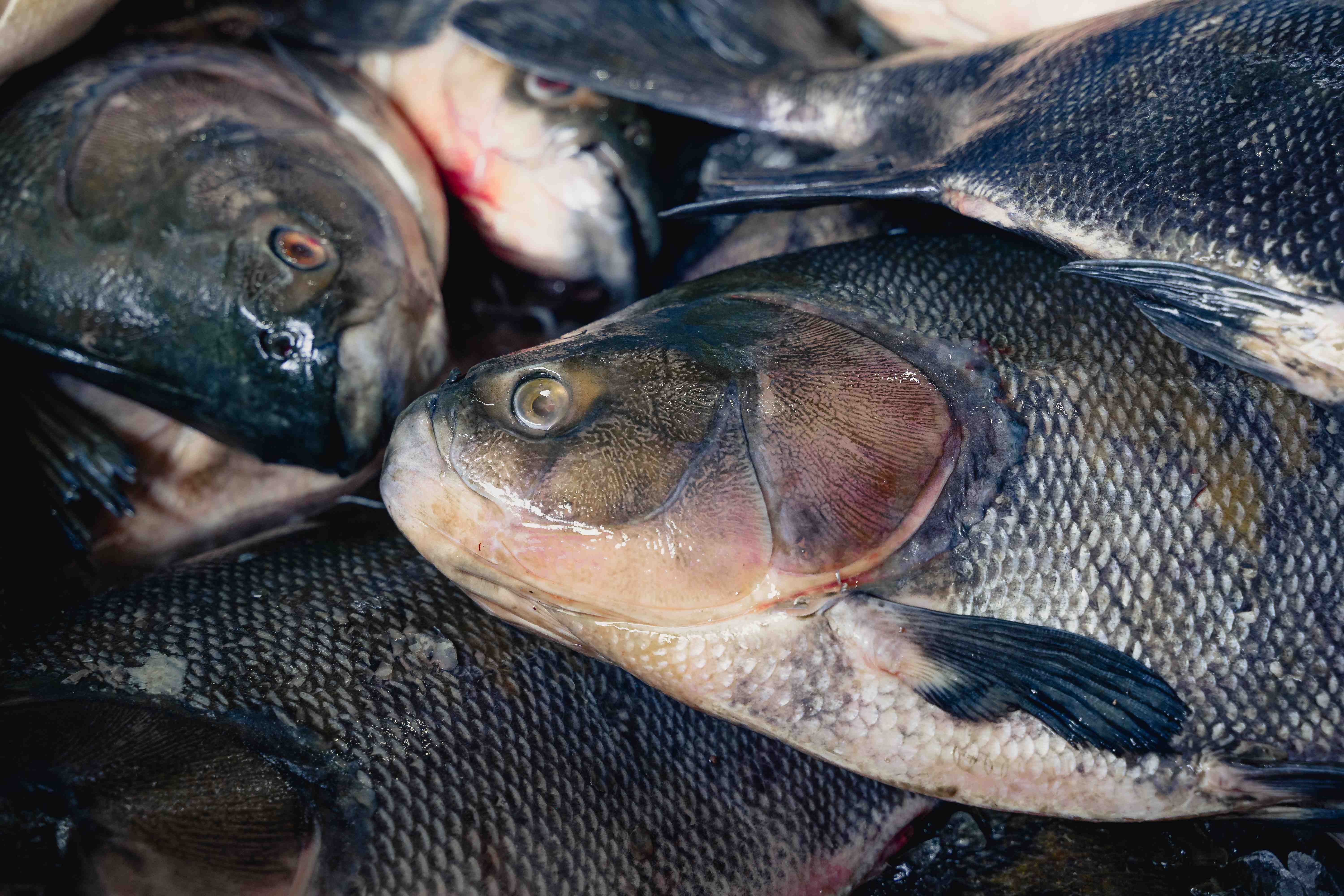 Ministro anuncia medidas para pescadores e descarta proibição da pesca do tambaqui