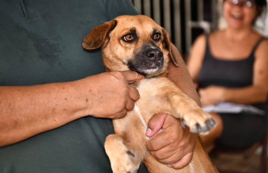 Campanha antirrábica em Manaus vai até 30 de novembro e já imunizou 140 mil animais