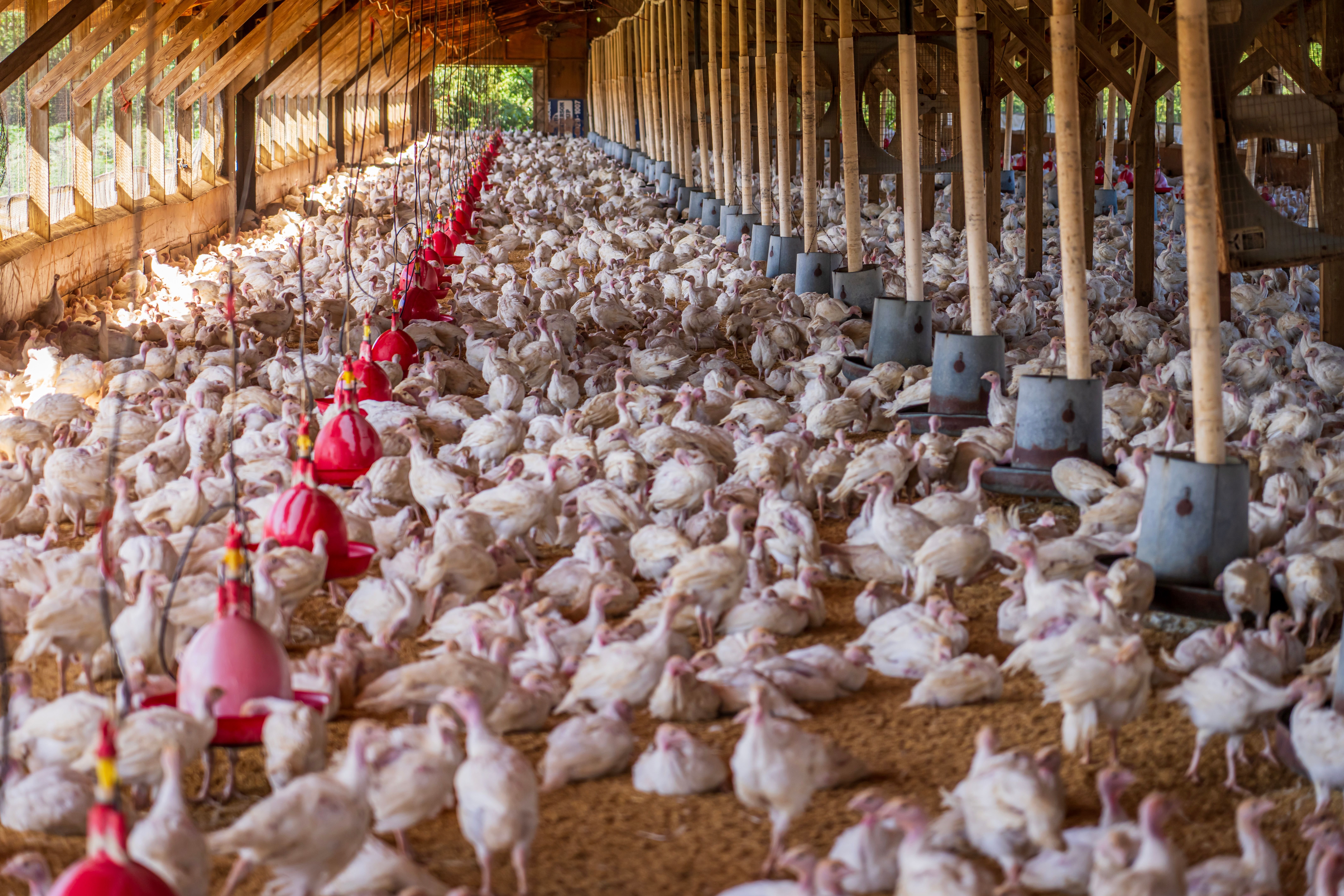 México suspende compra de aves brasileiras após vírus ser detectado em granja de SC
