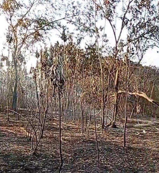 Incêndios na AM-070 já destruíram área equivalente a 635 campos de futebol