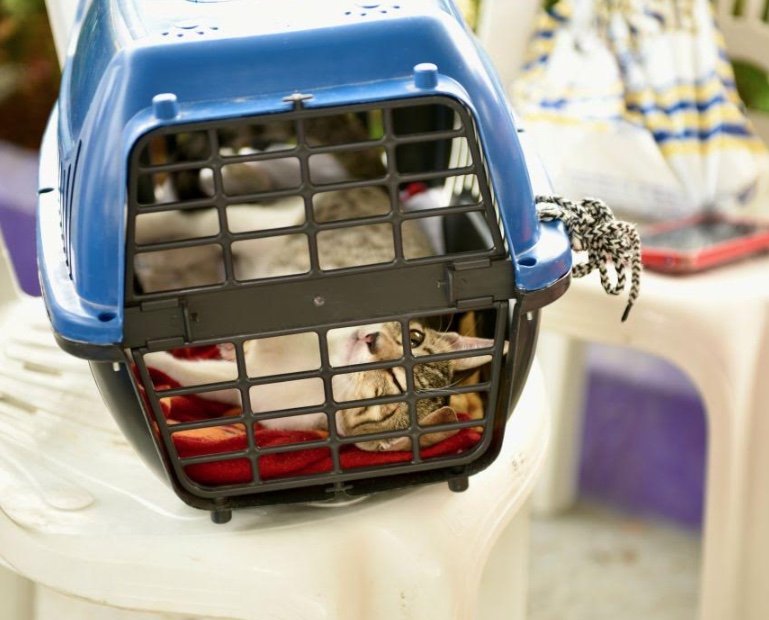 Prefeitura orienta tutores sobre transporte de felinos e contenção de cães na campanha de vacinação