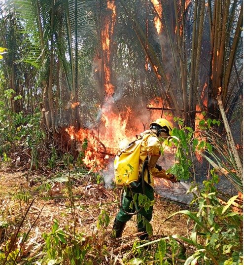 Ibama combate 20 incêndios florestais no interior do Amazonas