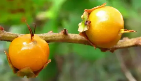 Murici: a fruta amazônica que empata com manga em carotenoide, mas cura só na tradição popular