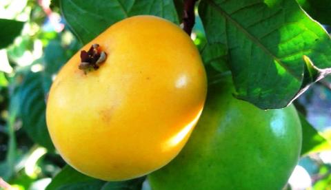 Araçá-boi: a fruta azeda da Amazônia que mantém poder antioxidante mesmo depois da digestão