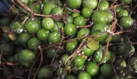 Sorva: o látex da Amazônia que vira bebida na floresta e intrigou os laboratórios da Ufam