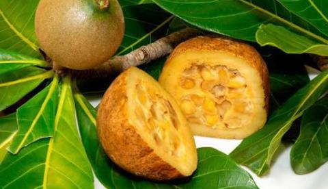 Jenipapo: a fruta que pintava guerreiros indígenas e hoje interessa à indústria farmacêutica, mas sem comprovação médica