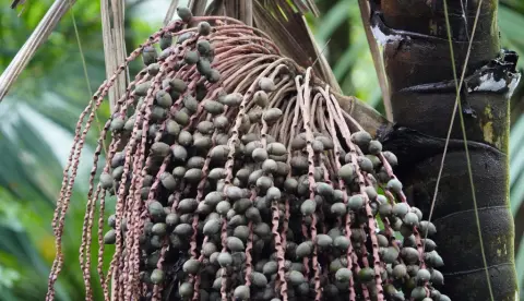 Patauá: a palmeira amazônica cujo óleo lembra o azeite, mas cura ainda não é comprovada