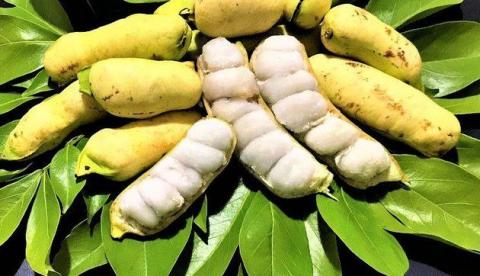 Ingá: a fruta de vagem dos quintais amazonenses que a ciência testou contra dor e inflamação