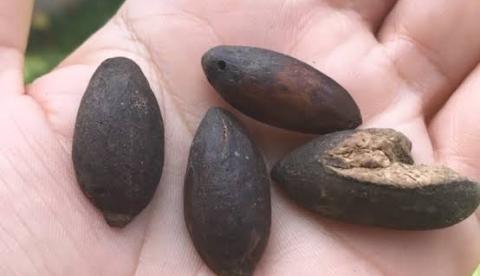 Puxuri: a semente aromática do Amazonas que virou tempero de chef e esconde o composto do sassafrás