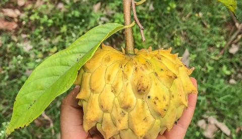 Biribá: a fruta com gosto de torta de limão que a ciência testa contra o colesterol, mas só em laboratório