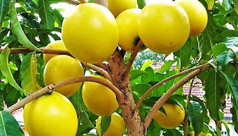 Abiu: a fruta amazônica mais calórica entre as nativas, mas pobre em vitamina C