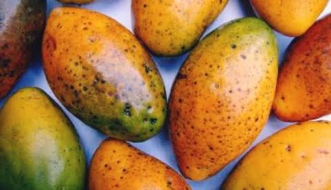 Mari-mari: a fruta aquática da Amazônia que pode conter a vitamina C de um dia inteiro em uma só unidade