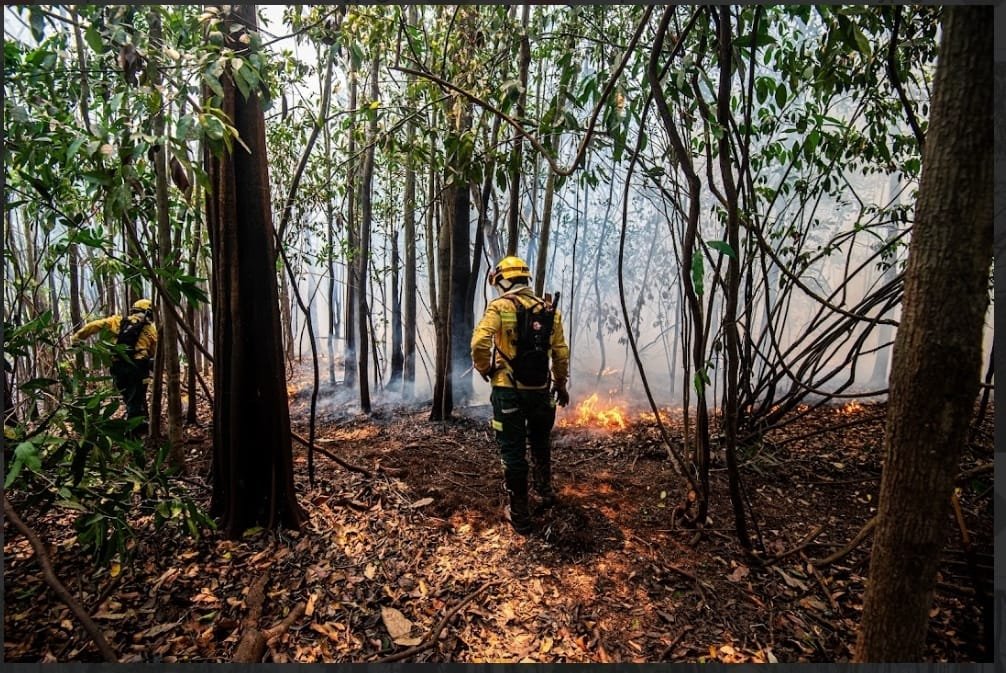 Amazonas aplica mais de R$ 167 milhões em multas e proíbe uso de fogo no estado