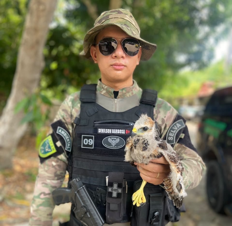 Filhote de gavião, ave com asa ferida e bicho-preguiça são resgatados em Manaus
