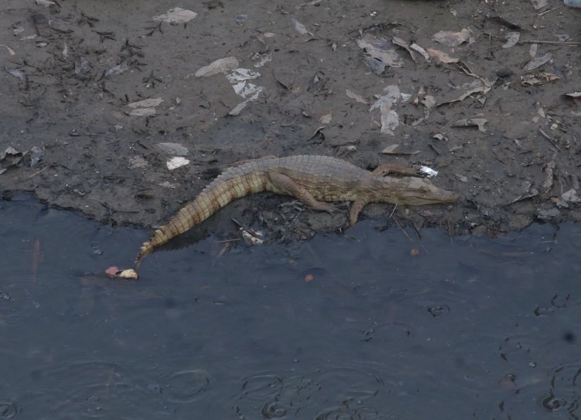 Chuvas e calor: El Niño afeta transição para o inverno amazônico em Manaus