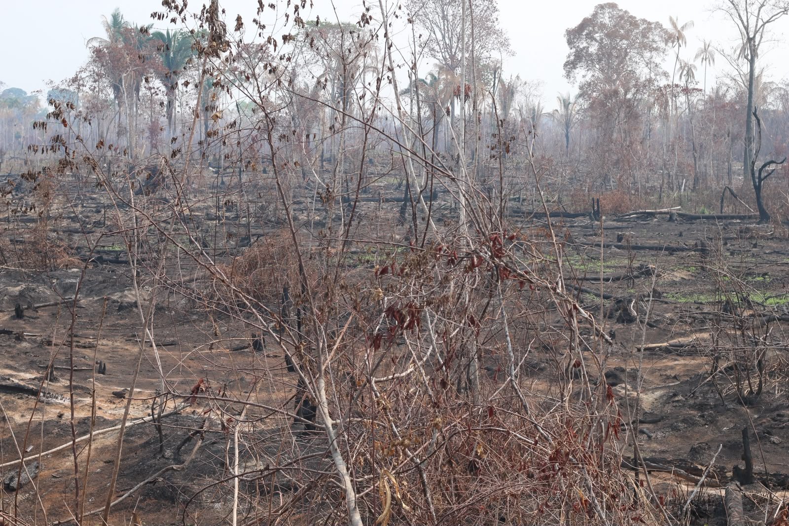 TJAM prorroga campanha de doações para vítimas de queimadas no Amazonas